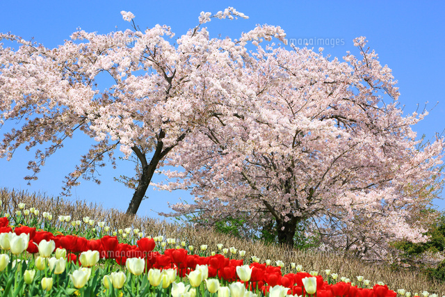 チューリップ畑と桜[10922001906]の写真・イラスト素材｜アマナイメージズ