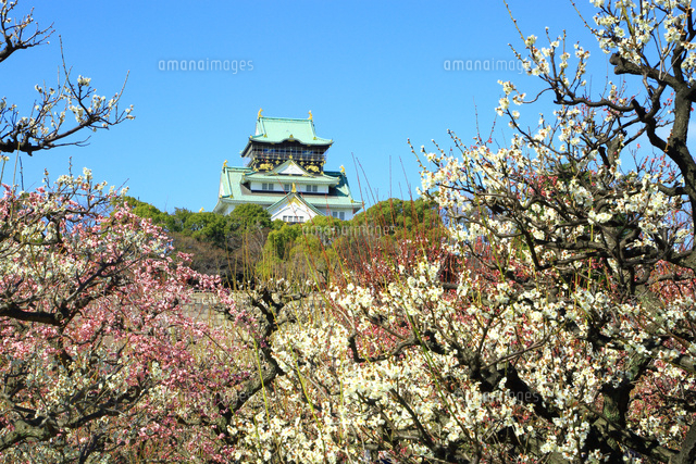 大阪城公園の梅林 の写真素材 イラスト素材 アマナイメージズ