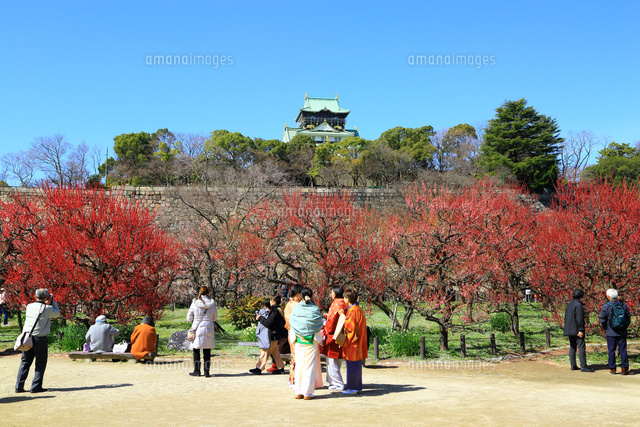 大阪城公園の梅林と花見客 の写真素材 イラスト素材 アマナイメージズ