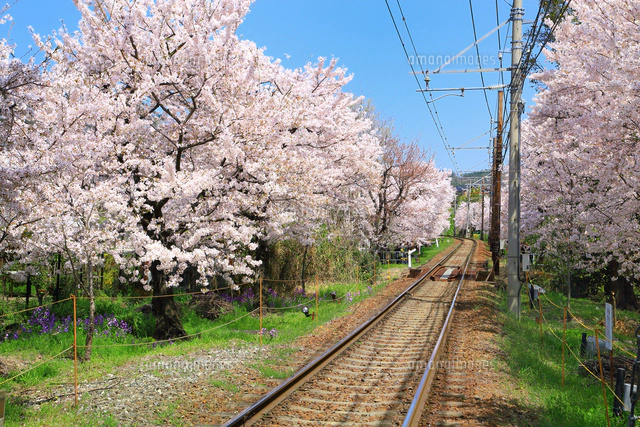 嵐電 桜のトンネル[10922002471]の写真・イラスト素材｜アマナ