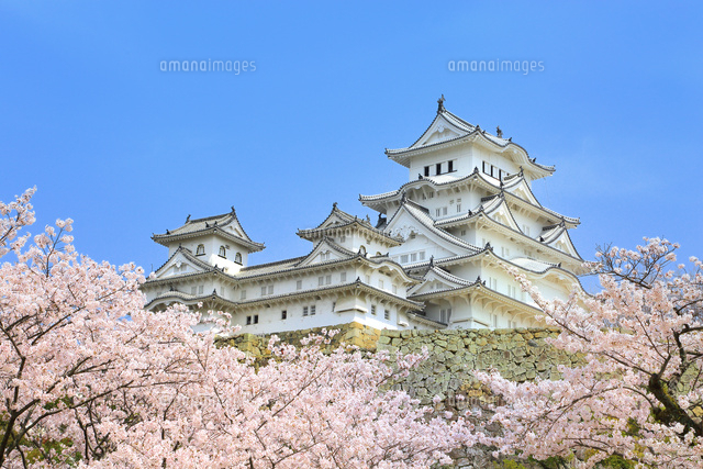 姫路城と桜 の写真素材 イラスト素材 アマナイメージズ