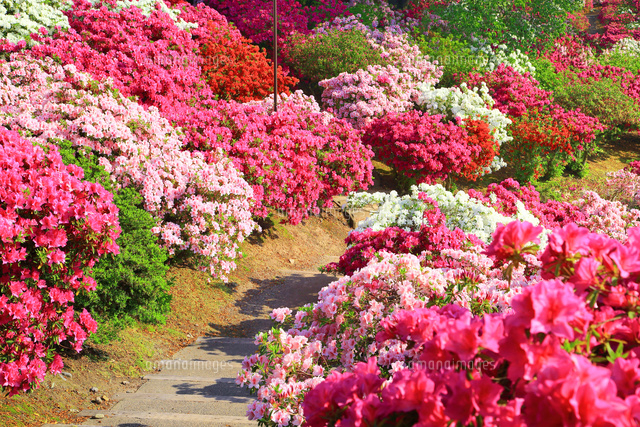 ツツジ咲く西山公園[10922002573]の写真・イラスト素材｜アマナイメージズ