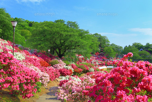 ツツジ咲く西山公園[10922002573]の写真・イラスト素材｜アマナイメージズ