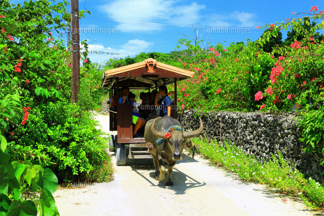 竹富島 水牛車[10922002876]の写真・イラスト素材｜アマナイメージズ