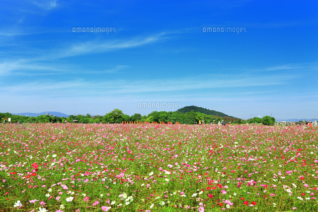 藤原京跡コスモス花園と大和三山 の写真素材 イラスト素材 アマナイメージズ