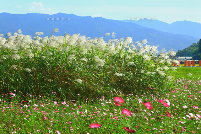 藤原京跡コスモス花園とススキ の写真素材 イラスト素材 アマナイメージズ
