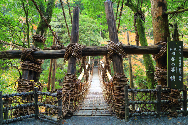 祖谷のかずら橋と紅葉 の写真素材 イラスト素材 アマナイメージズ