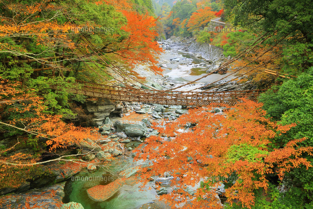 祖谷のかずら橋と紅葉 の写真素材 イラスト素材 アマナイメージズ