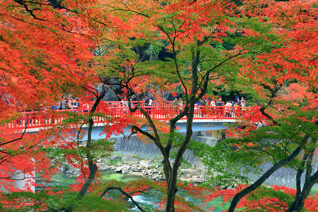 紅葉の香嵐渓[10922003816]の写真・イラスト素材｜アマナイメージズ