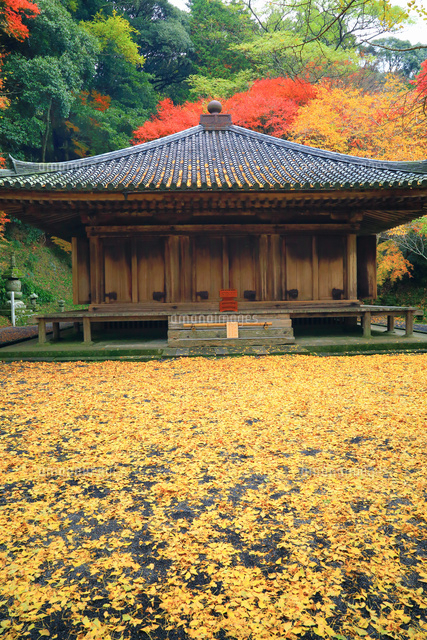紅葉の富貴寺 の写真素材 イラスト素材 アマナイメージズ