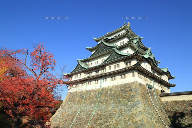 名古屋城と紅葉 の写真素材 イラスト素材 アマナイメージズ