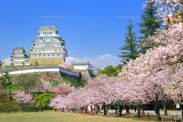 姫路城と桜 の写真素材 イラスト素材 アマナイメージズ