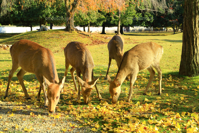 秋の奈良公園と鹿 の写真素材 イラスト素材 アマナイメージズ 秋の奈良公園と鹿 の写真素材 イラスト素材 アマナイメージズ