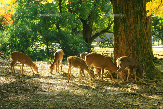 秋の奈良公園と鹿 の写真素材 イラスト素材 アマナイメージズ 秋の奈良公園と鹿 の写真素材 イラスト素材 アマナイメージズ