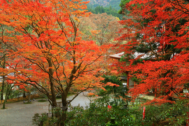 秋の室生寺 紅葉の参道 の写真素材 イラスト素材 アマナイメージズ