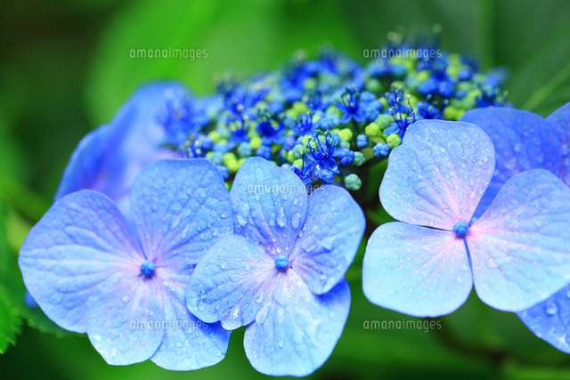 紫陽花 の写真素材 イラスト素材 アマナイメージズ