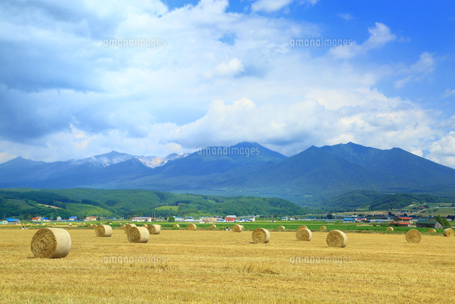 麦稈ロールと麦畑 の写真素材 イラスト素材 アマナイメージズ