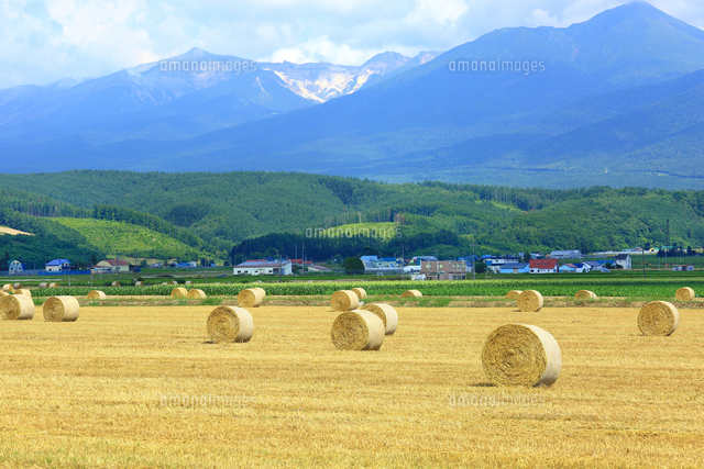 麦稈ロールと麦畑 の写真素材 イラスト素材 アマナイメージズ