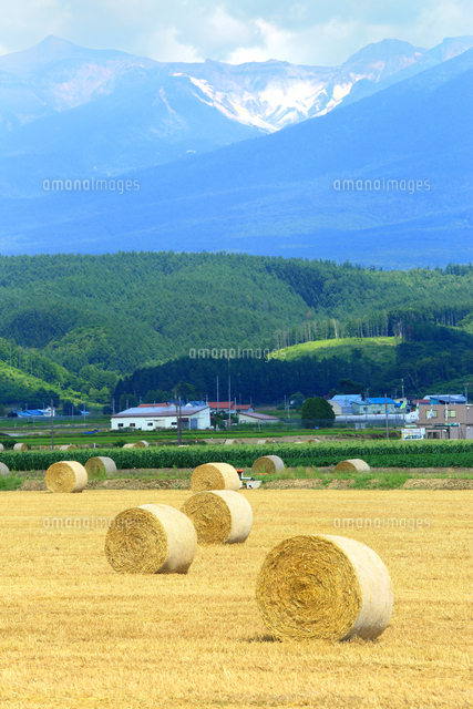麦稈ロールと麦畑 の写真素材 イラスト素材 アマナイメージズ