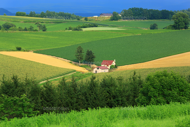北海道・美瑛町 赤い屋根の家と田園風景[10922010387]の写真・イラスト
