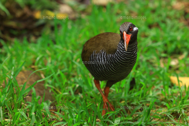クイナ科の写真素材 ストックフォト アマナイメージズ