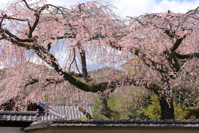 桜、風景」の写真・イラスト素材｜アマナイメージズ