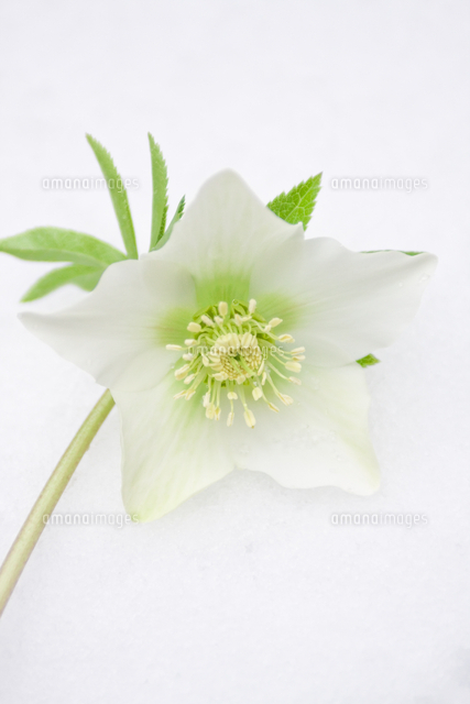 雪の中のクリスマスローズ の写真素材 イラスト素材 アマナイメージズ