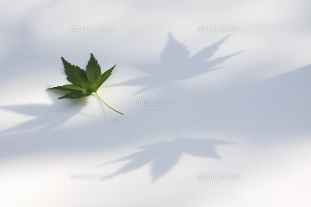 もみじの葉っぱの影 の写真素材 イラスト素材 アマナイメージズ