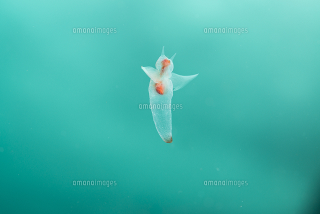 クリオネ の写真素材 イラスト素材 アマナイメージズ