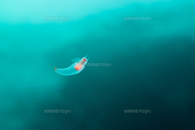 クリオネ の写真素材 イラスト素材 アマナイメージズ