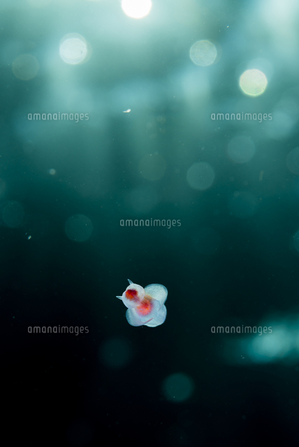 クリオネ の写真素材 イラスト素材 アマナイメージズ