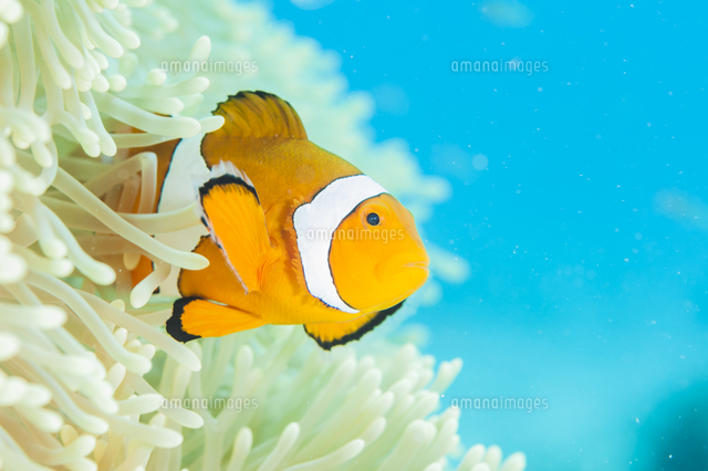 カクレクマノミ の写真素材 イラスト素材 アマナイメージズ カクレクマノミ の写真素材 イラスト素材 アマナイメージズ