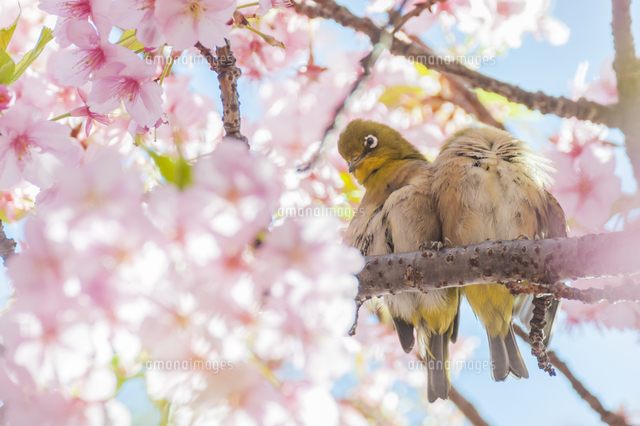 メジロと河津桜[10939000690]の写真・イラスト素材｜アマナイメージズ