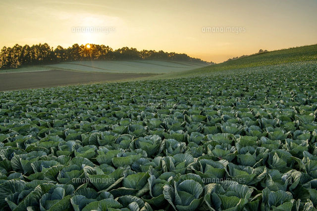 朝日を浴びる嬬恋村のキャベツ畑 の写真素材 イラスト素材 アマナイメージズ