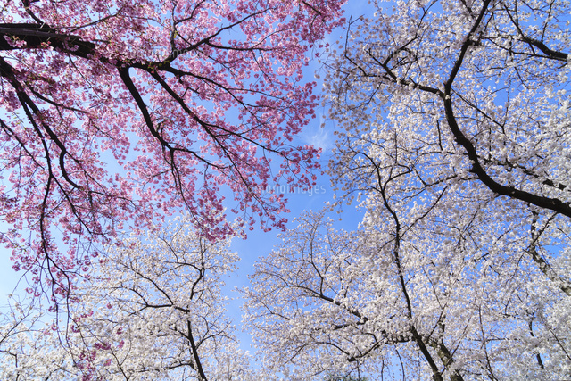 桜咲く新宿御苑の春[10948000185]の写真・イラスト素材｜アマナイメージズ