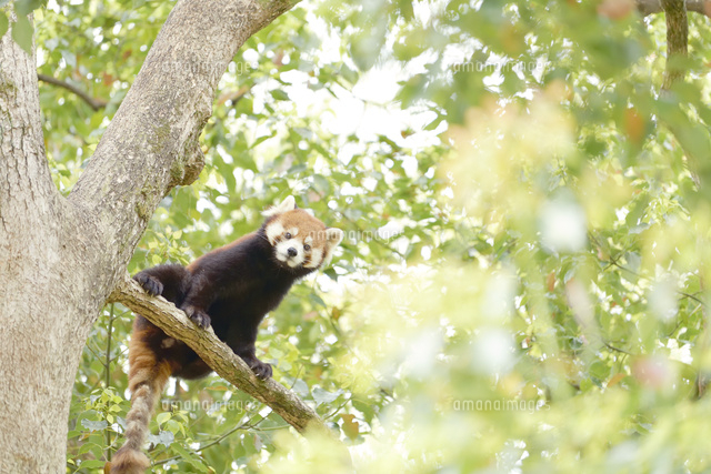 木の上から覗き込むレッサーパンダ の写真素材 イラスト素材 アマナイメージズ