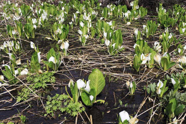 水芭蕉 の写真素材 イラスト素材 アマナイメージズ