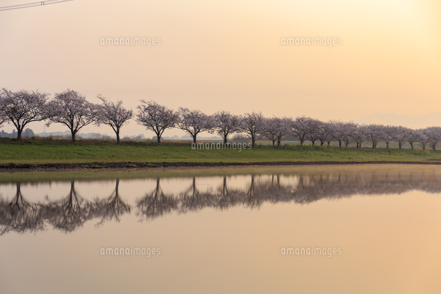母子島遊水地の桜並木 の写真素材 イラスト素材 アマナイメージズ