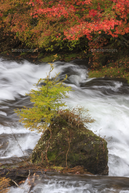奥日光 湯川の紅葉 の写真素材 イラスト素材 アマナイメージズ