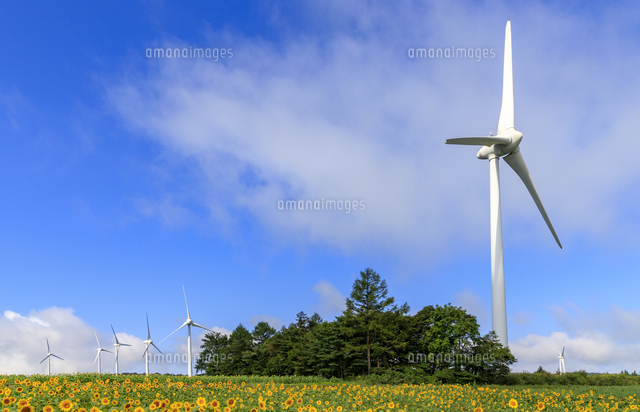 福島県 布引高原 ひまわりと風力発電 の写真素材 イラスト素材 アマナイメージズ