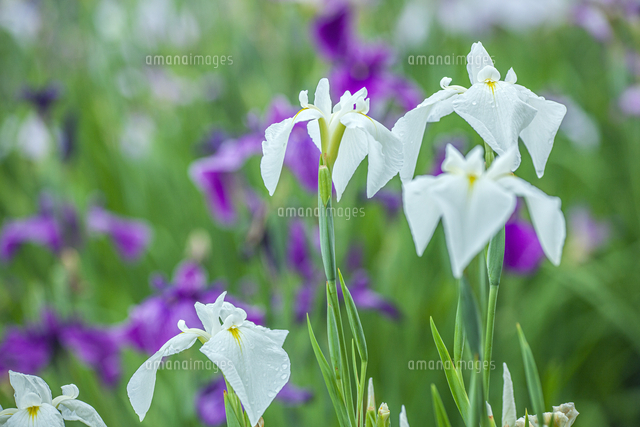 あやめ の写真素材 イラスト素材 アマナイメージズ