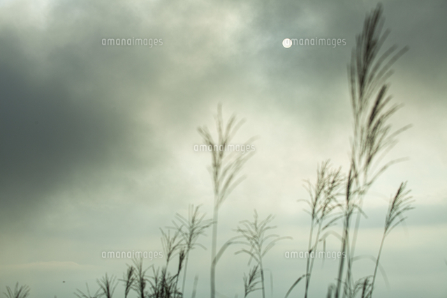 初秋の景 の写真素材 イラスト素材 アマナイメージズ