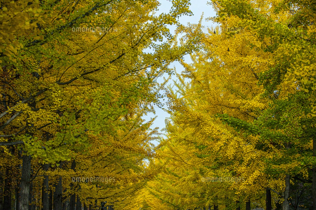 秋の銀杏並木[10953002684]の写真・イラスト素材｜アマナイメージズ