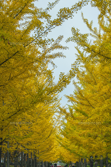 秋の銀杏並木 の写真素材 イラスト素材 アマナイメージズ