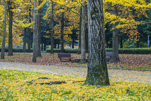 秋の銀杏並木[10953002684]の写真・イラスト素材｜アマナイメージズ