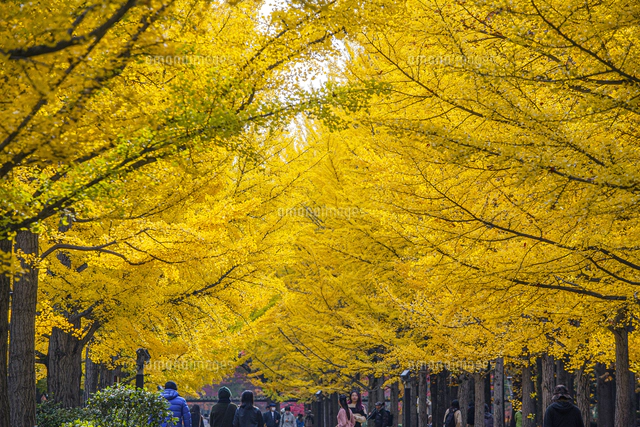 秋の銀杏並木[10953002684]の写真・イラスト素材｜アマナイメージズ