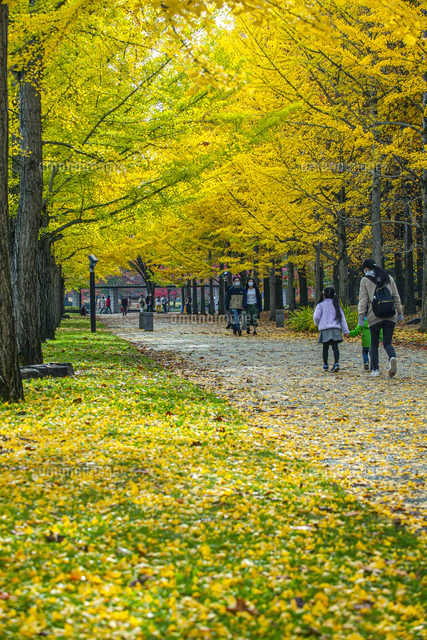 秋の銀杏並木[10953002684]の写真・イラスト素材｜アマナイメージズ