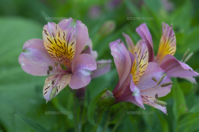アルストロメリア の写真素材 イラスト素材 アマナイメージズ