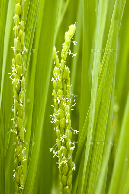 稲の花アップ の写真素材 イラスト素材 アマナイメージズ