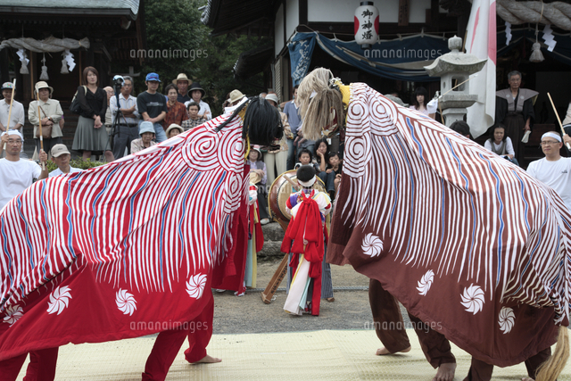 吉津夫婦獅子舞[10972001477]の写真・イラスト素材｜アマナイメージズ